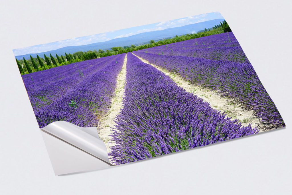klebeposter-lavendel-printolino-1024x684