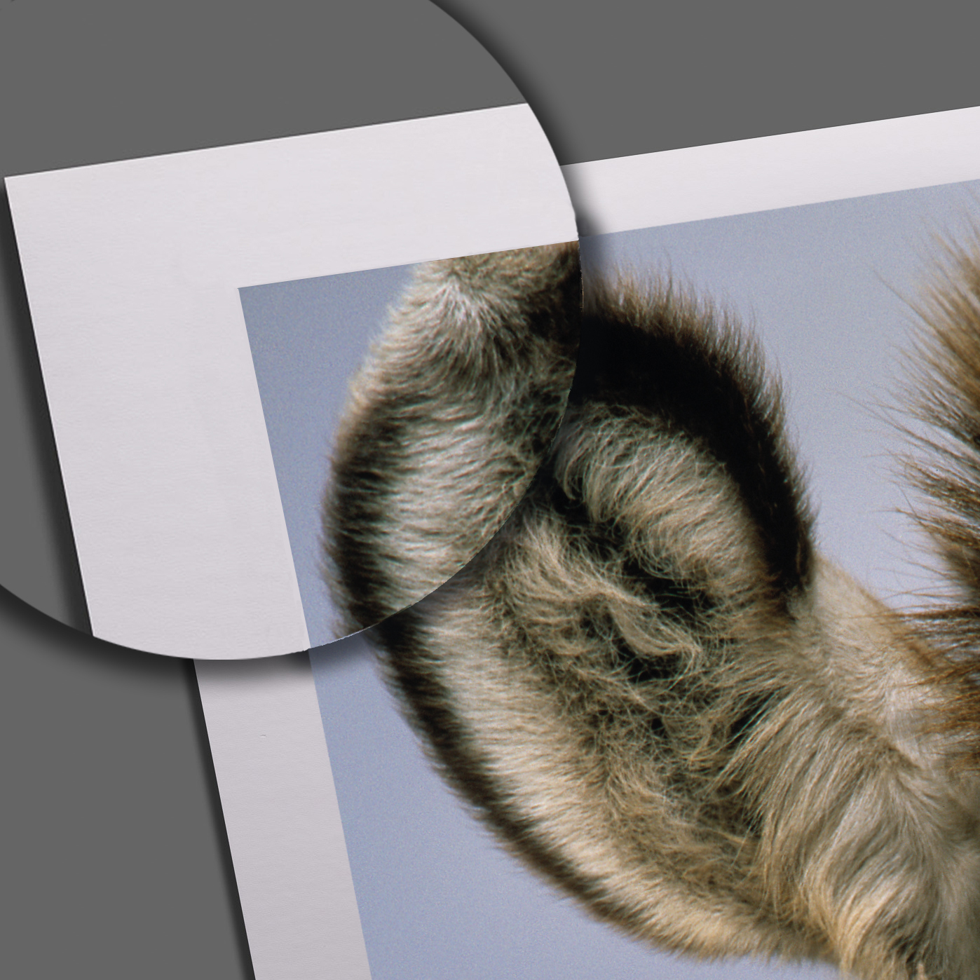 Posterpapier Matt 210 g/m2